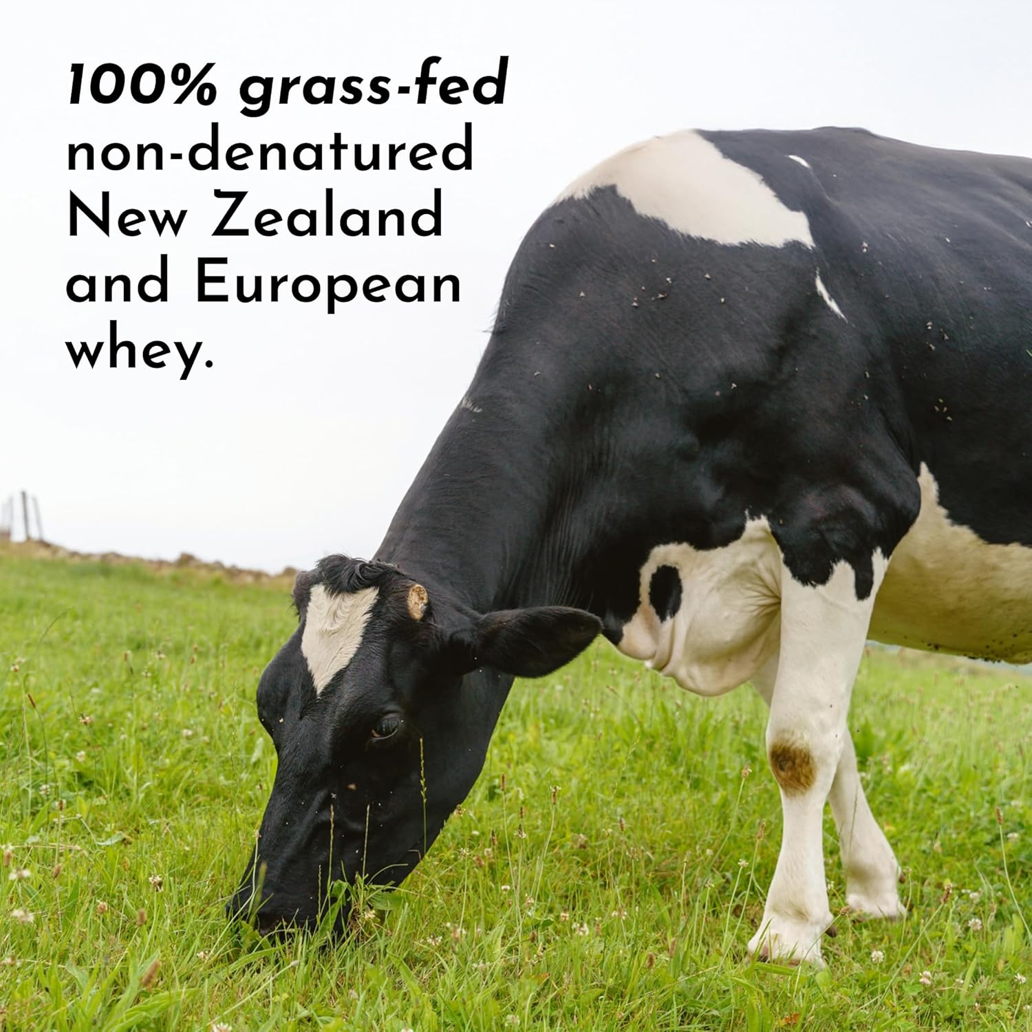 Mint Chocolate Protein Powder | 15 Servings | 24g Grass-Fed New Zealand Whey + - View 6
